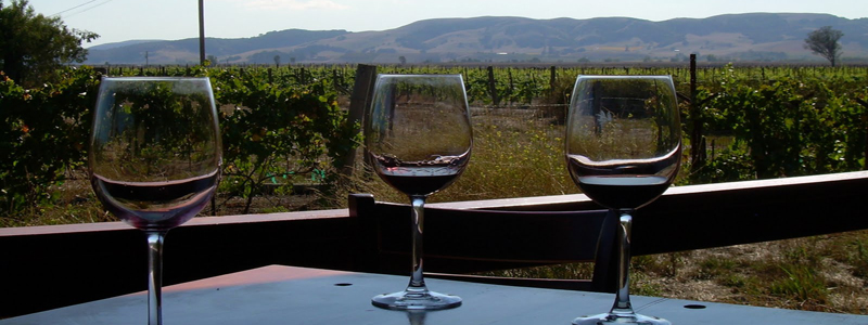 Wine Tasting for Dummies